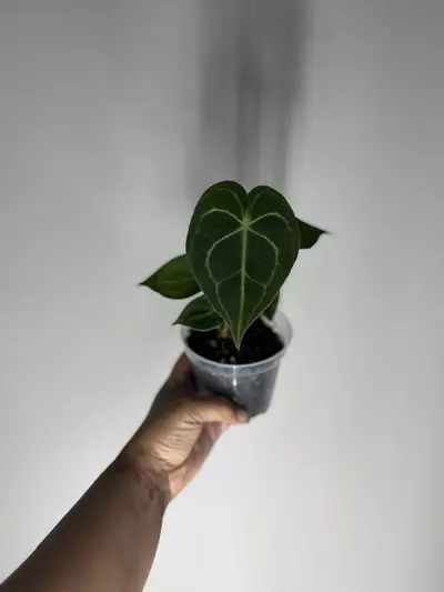 plant/Anthurium Clarinervium Dark form-3-thumbnail