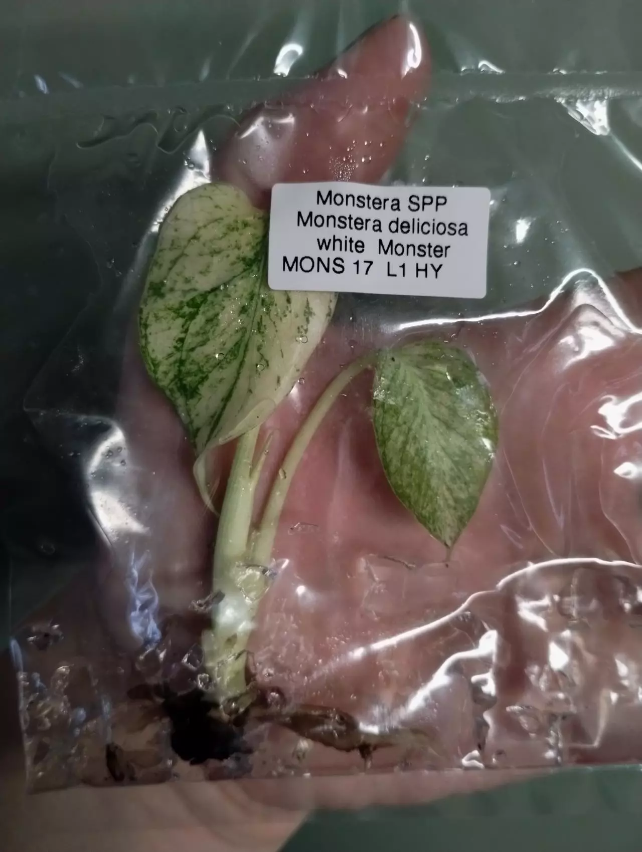 plant/Monstera Deliciosa White Monster tc-0