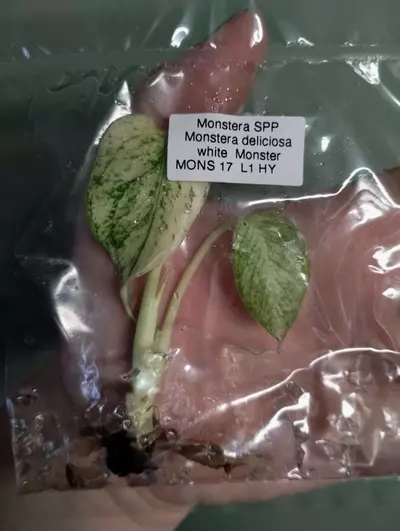 plant/Monstera Deliciosa White Monster tc-0-thumbnail