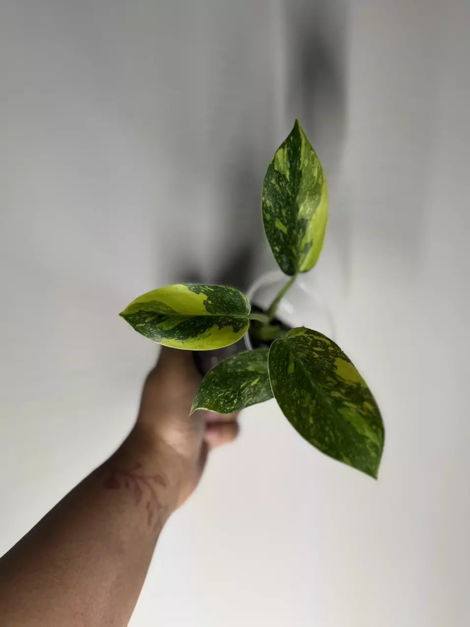 plant/Philodendron Nuclear Congo-1