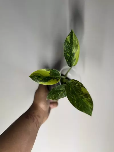 plant/Philodendron Nuclear Congo-1-thumbnail