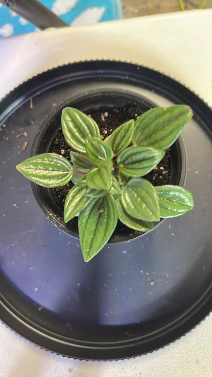 plant/Rosso peperomia-0