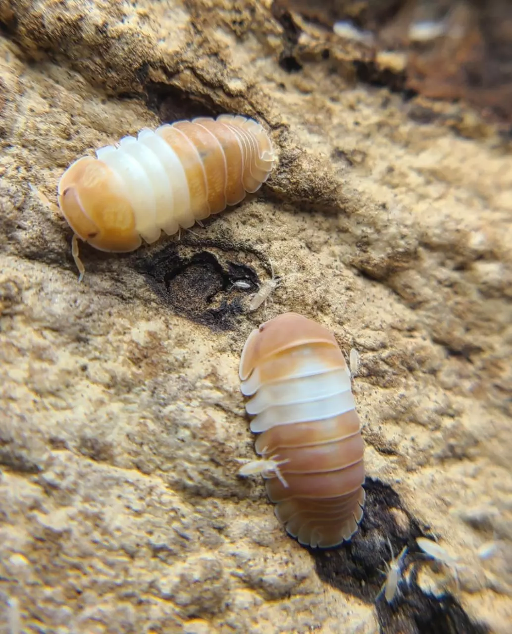 plant/Cubaris "Red Panda King" 12ct isopods-1