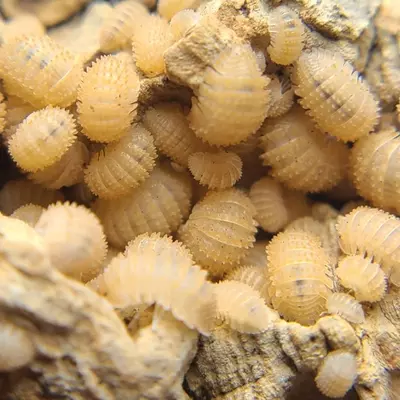 plant/Cristarmadillidium muricatum "Pineapple Spiky" 12ct isopods-0-thumbnail