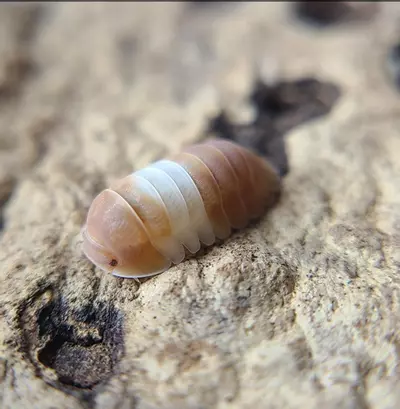 plant/Cubaris "Red Panda King" 12ct isopods-0-thumbnail