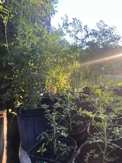 plant/Rue plant-2-thumbnail