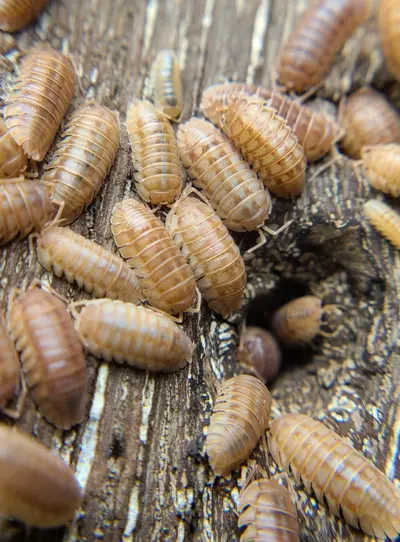 plant/Armadillidium nasatum "Peach" 12ct isopods-3-thumbnail