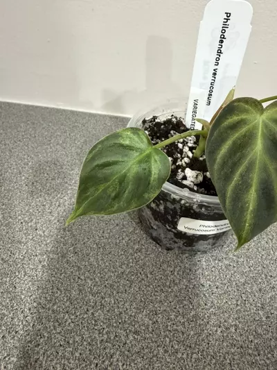 plant/Philodendron Verrucosum Variegated-4-thumbnail
