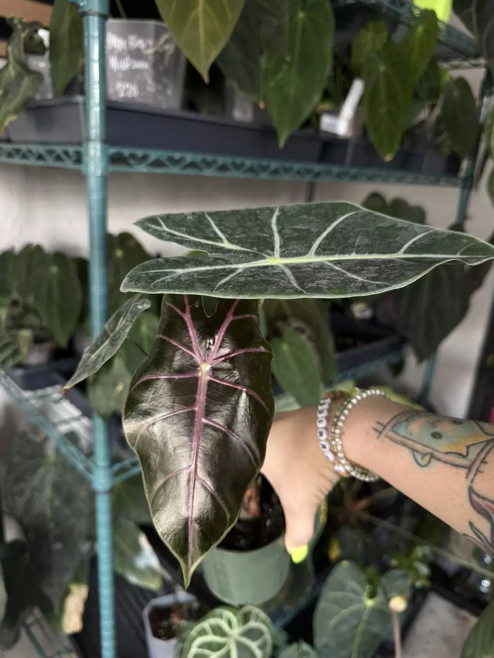 plant/Alocasia Black Satun-0