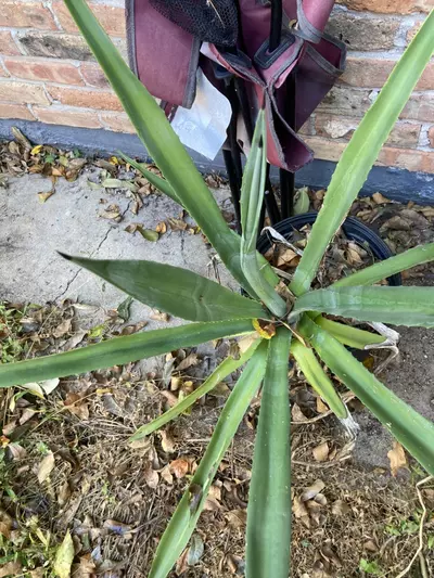 plant/Large Agave variety-3-thumbnail