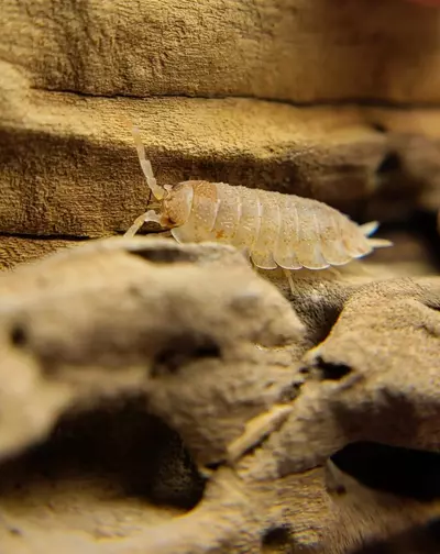 plant/Porcellio scaber "Orange Dalmation" 12ct isopods-4-thumbnail