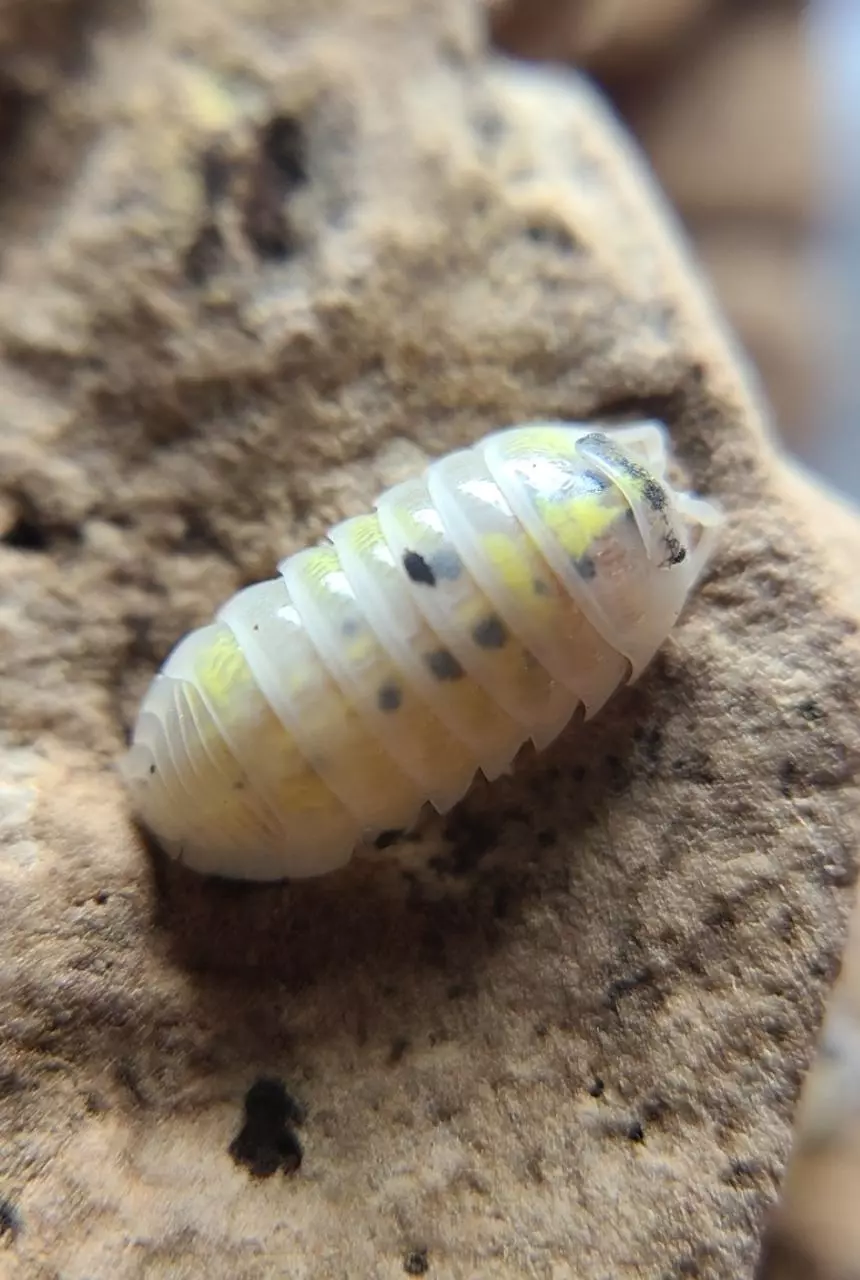 plant/Armadillidium vulgare "Magic Potions" (US) 12ct isopods-3