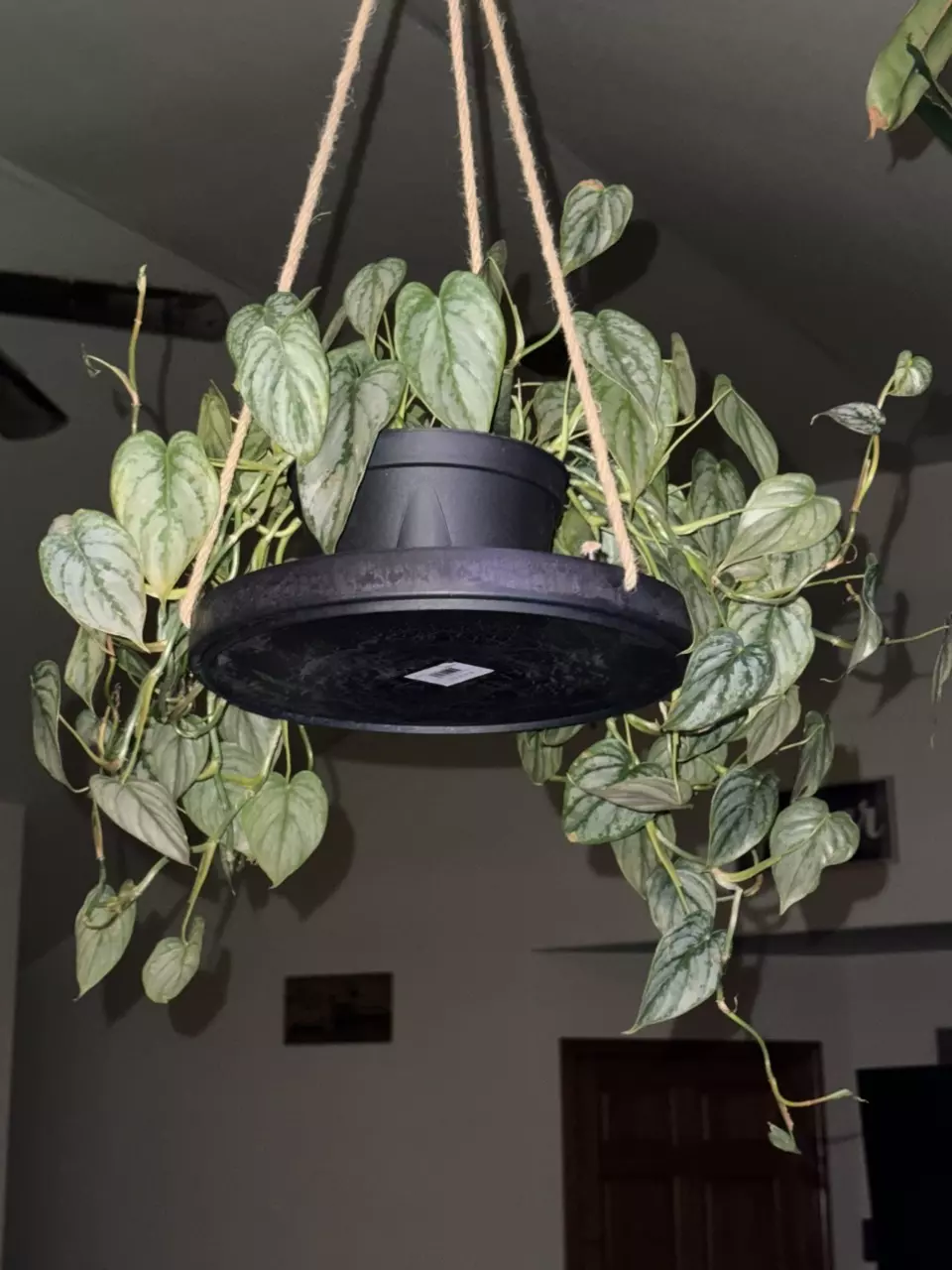 plant/Philodendron Brandianum 6” pot-1