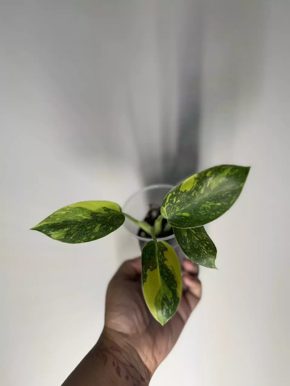 plant/Philodendron Nuclear Congo-3