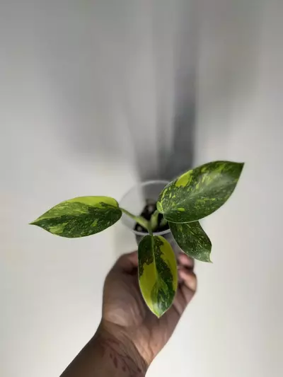 plant/Philodendron Nuclear Congo-3-thumbnail