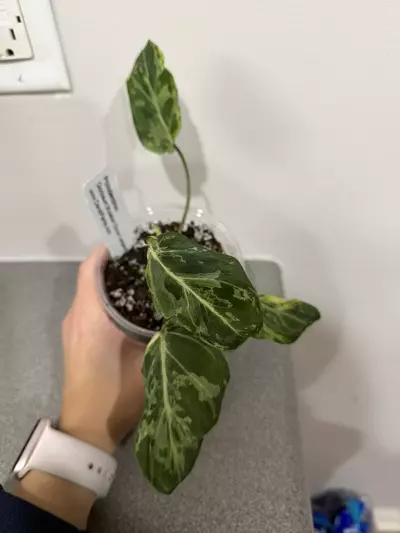 plant/Philodendron Gloriosum Mutation Snow Leopard-4-thumbnail