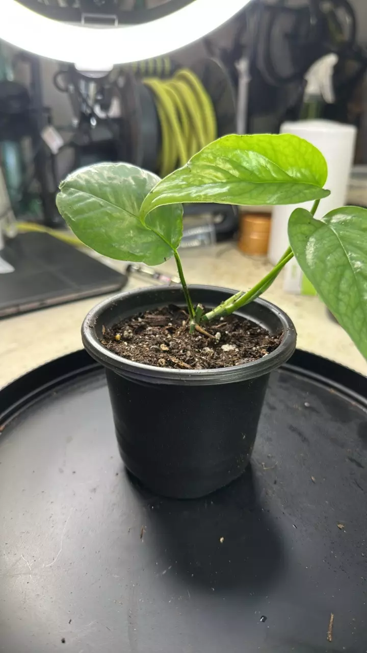plant/Cebu blue pothos-1