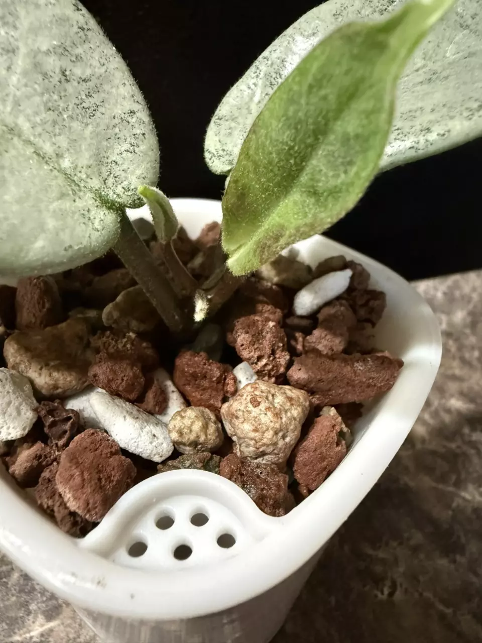 plant/Hoya Nova Ghost - rooted cutting-3