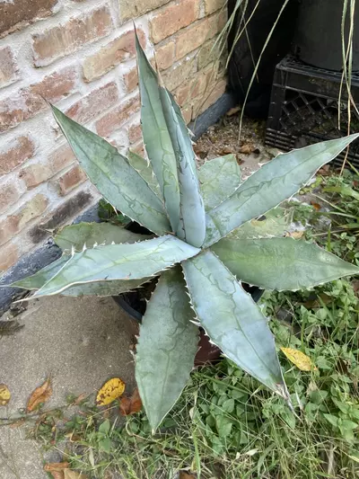 plant/Agave titanota variety-2-thumbnail