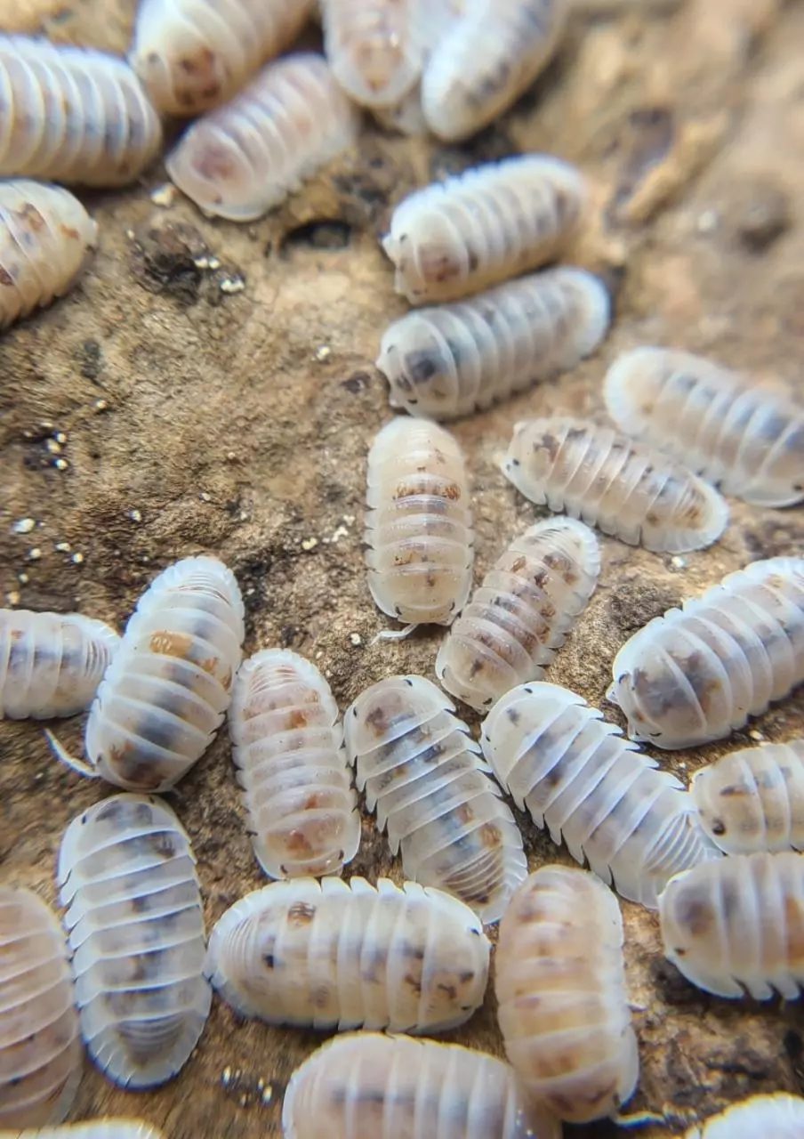 plant/Cubaris murina "Pearls" 12ct isopods-1