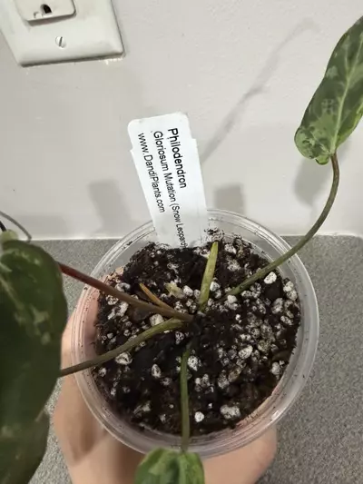 plant/Philodendron Gloriosum Mutation Snow Leopard-3-thumbnail