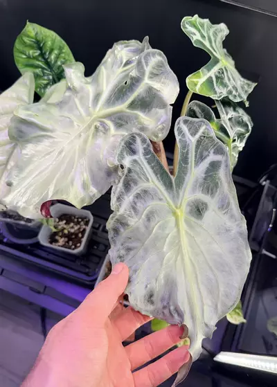 plant/Alocasia Venom Offshoot-0-thumbnail