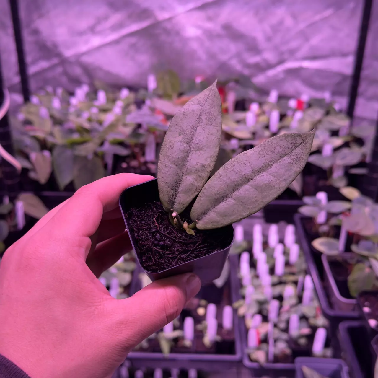 plant/(#85) Hoya mitrata “Silver”-0