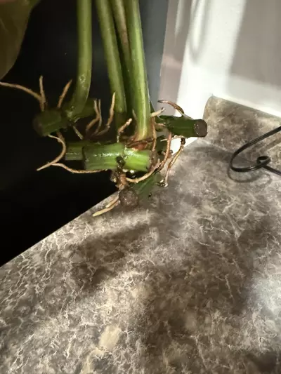 plant/Philodendron Whipple Way Mint - one leaf rooted cutting-2-thumbnail