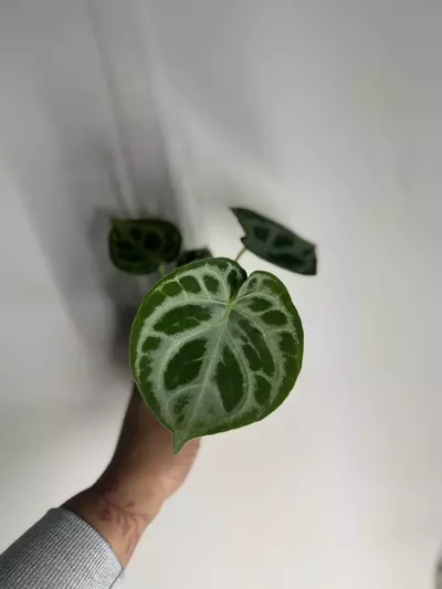 plant/Anthurium silver blush-3-thumbnail