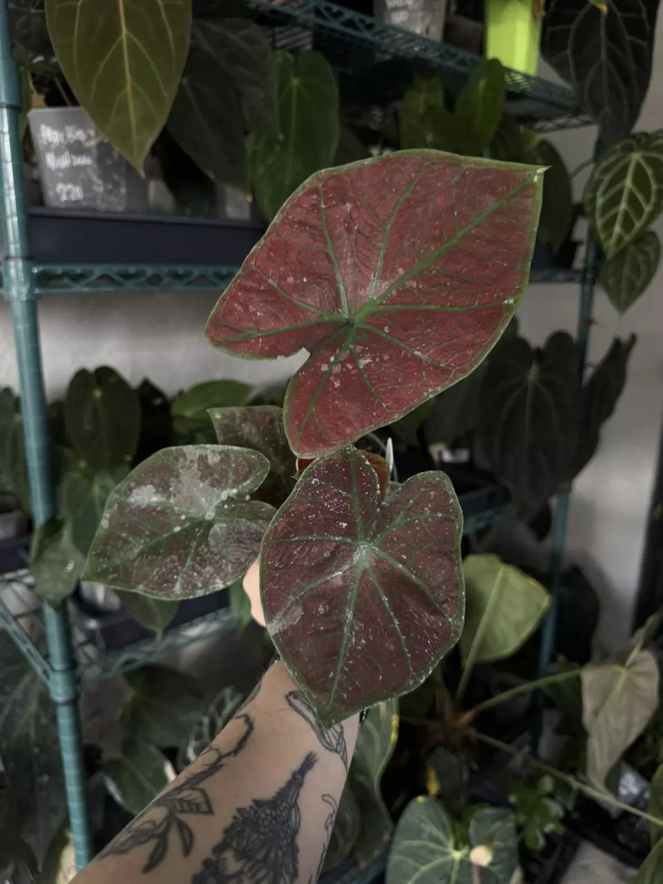 plant/Caladium “Sunrise”-0