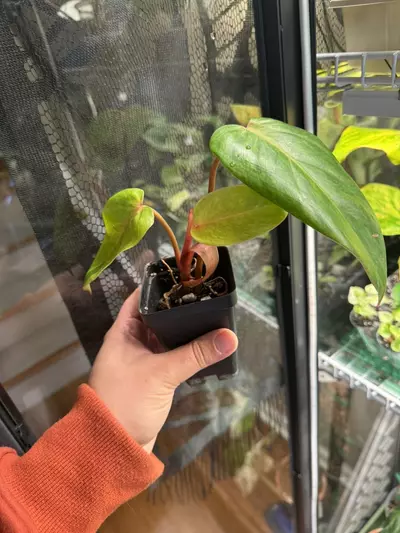 plant/Painted Lady Philodendron - Top Cut-1-thumbnail