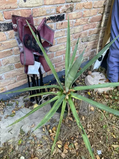 plant/Large Agave variety-0-thumbnail