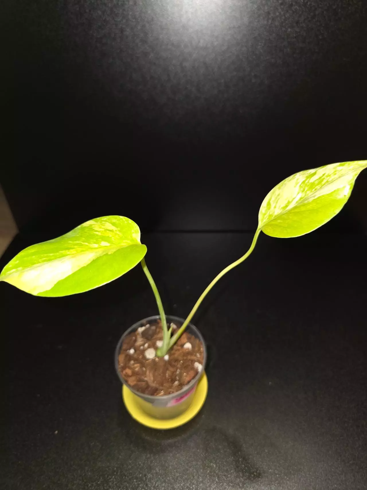 plant/Yellow Marilyn-2