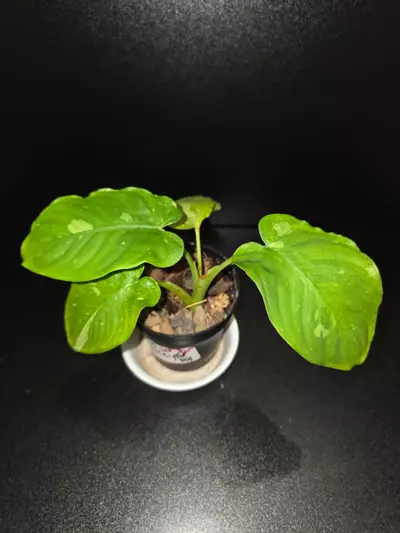 plant/Homalomena Java Variegated-0-thumbnail