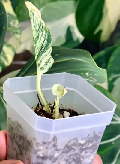 plant/🌿 Teruno “Lovesong” — Rooted & Ready 🌿-2-thumbnail