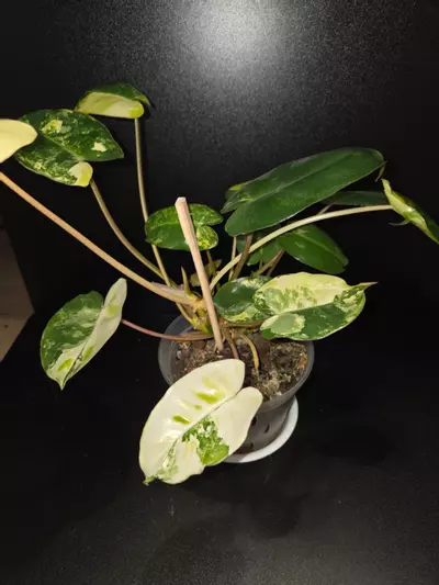 plant/Burle Marx Philodendron Variegated-0-thumbnail