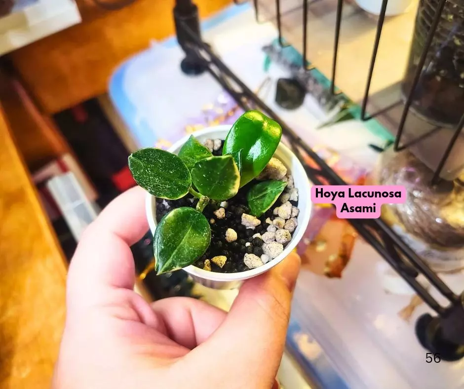 plant/Hoya Lacunosa Asami-0