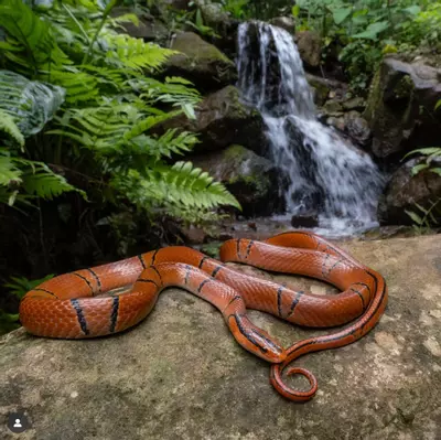 plant/Yunnan Mountain Rat Snake 1.1. Proven Pair-2-thumbnail