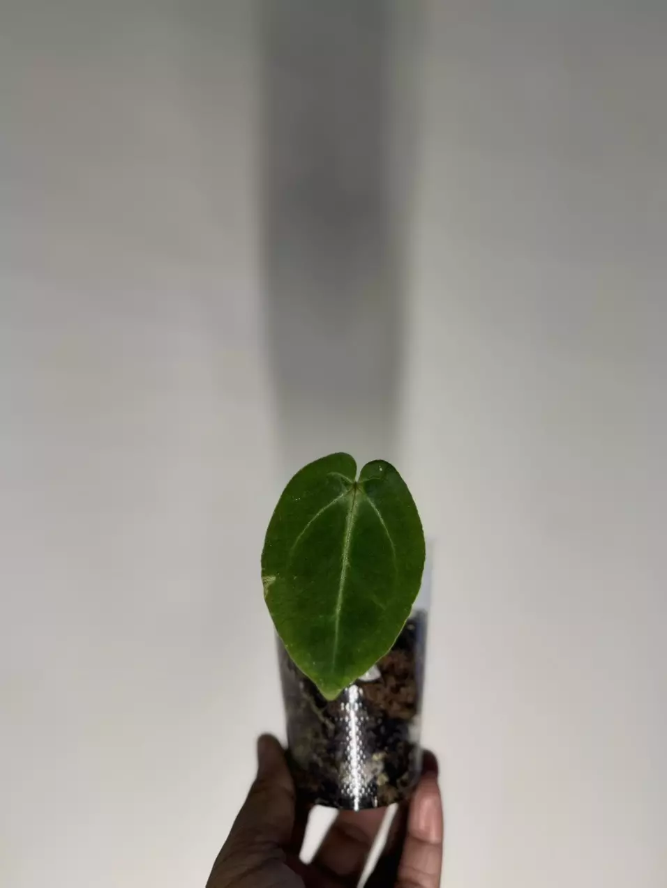 plant/Anthurium Carla X Bess aff-1