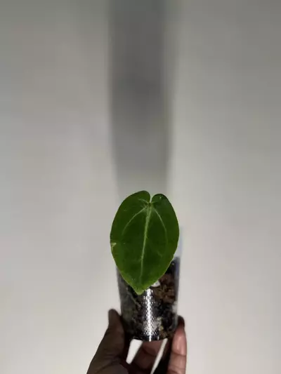 plant/Anthurium Carla X Bess aff-1-thumbnail