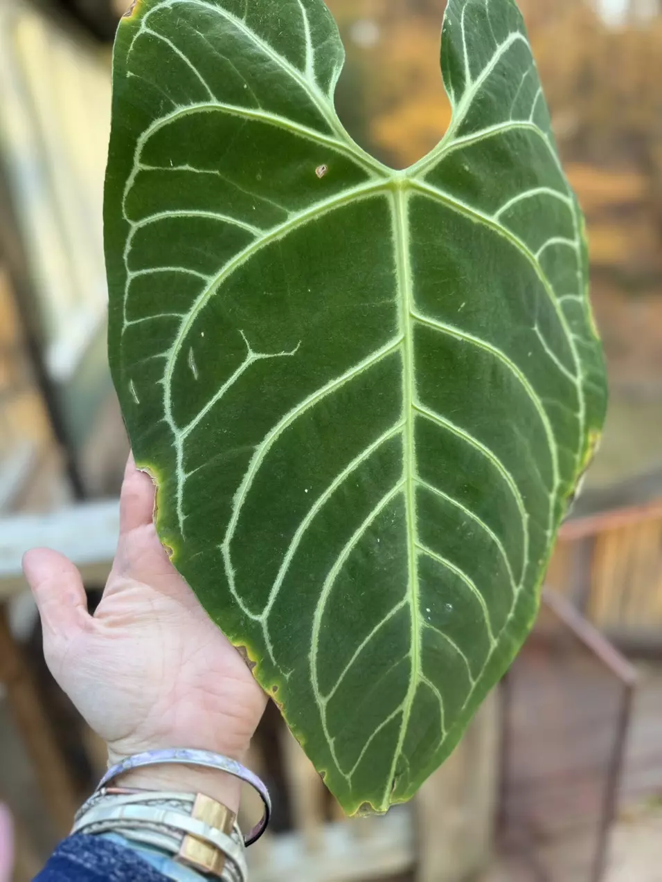 plant/anthurium regale, cosmetic damage, but with active growth point-1