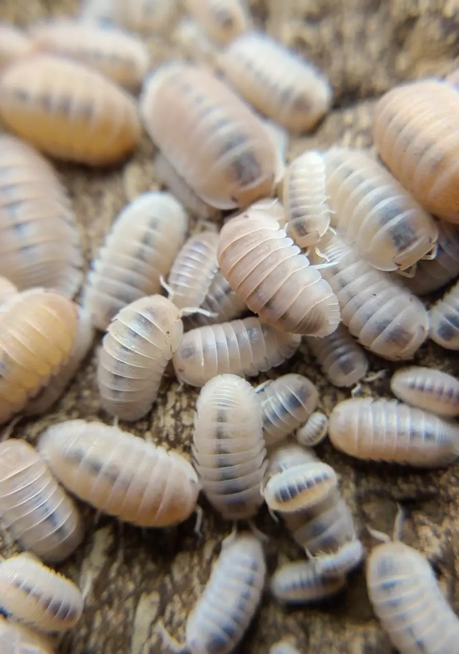 plant/Cubaris murina "Papaya" 12ct isopods-3