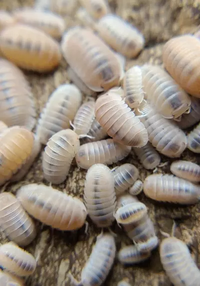 plant/Cubaris murina "Papaya" 12ct isopods-3-thumbnail