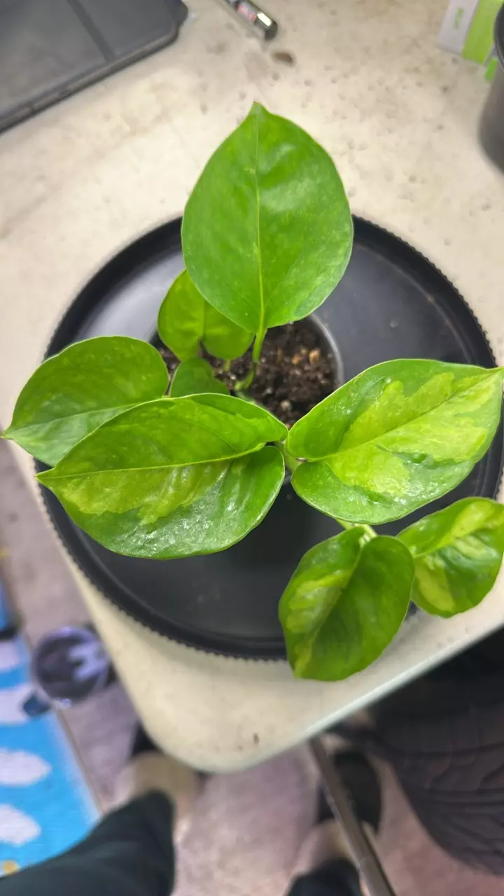 plant/Global green pothos-1