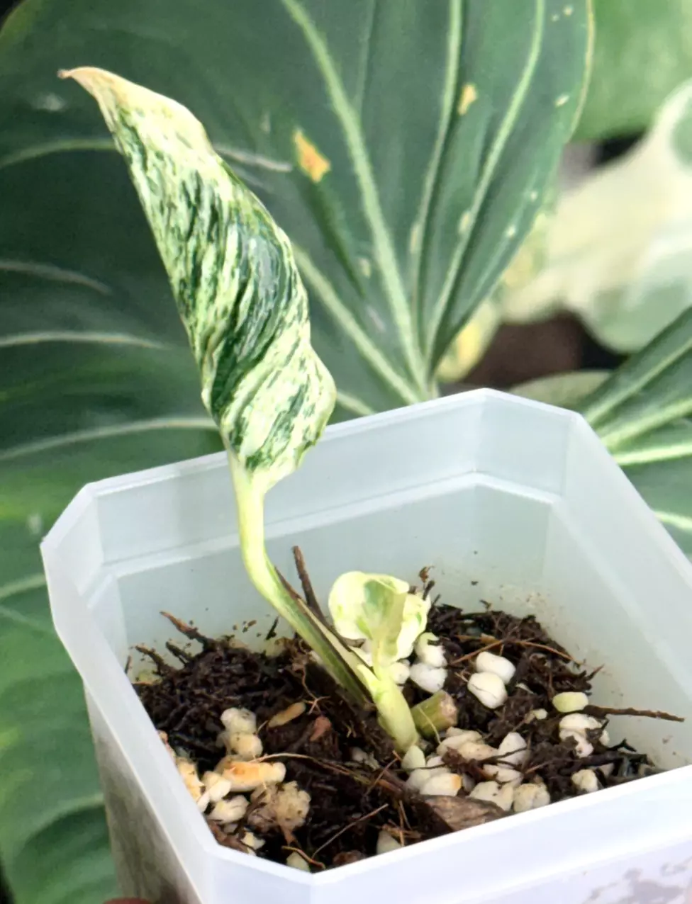 plant/🌿 Teruno “Lovesong” — Rooted & Ready 🌿-4