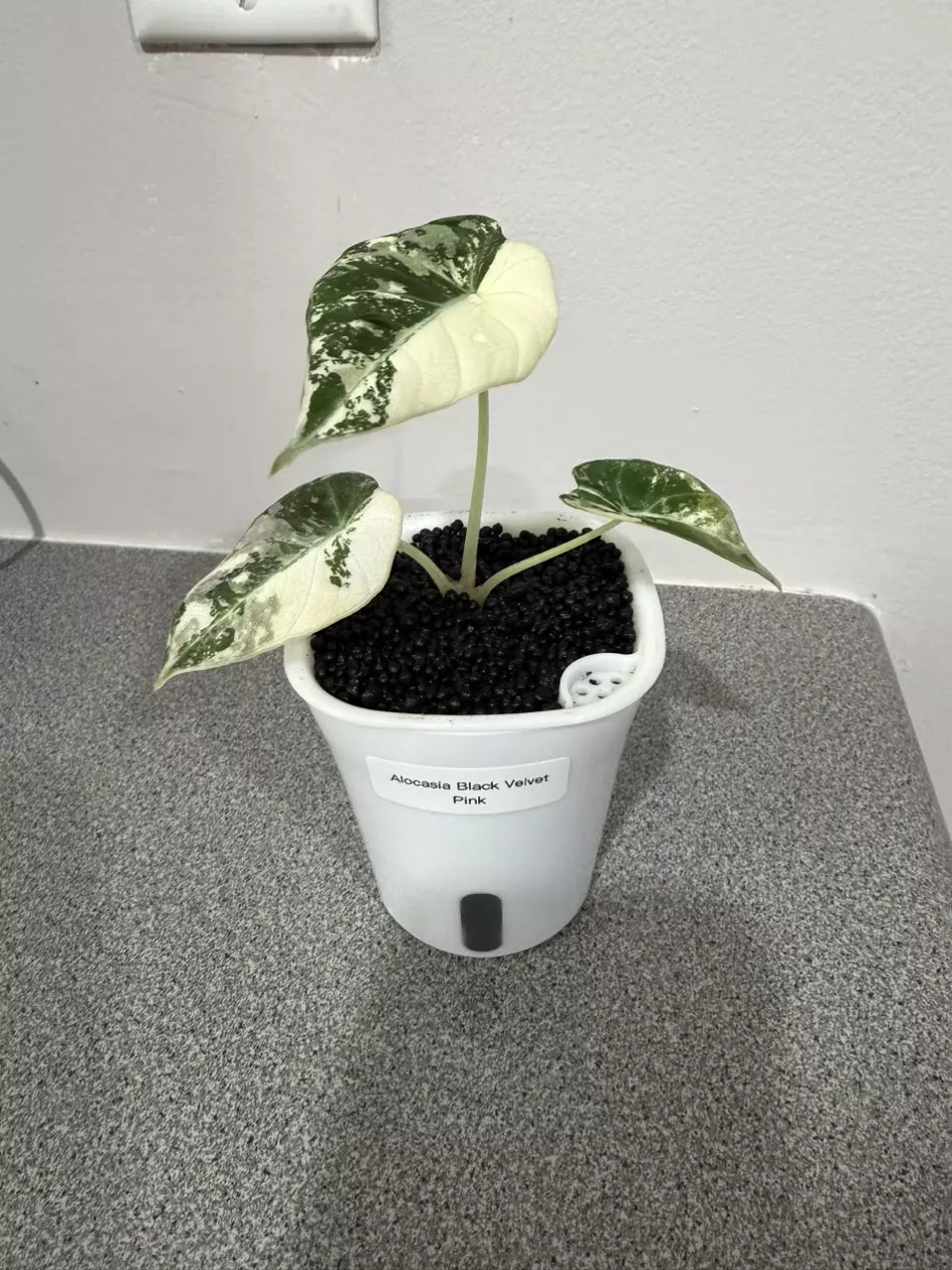 plant/Alocasia Black Velvet Pink-0