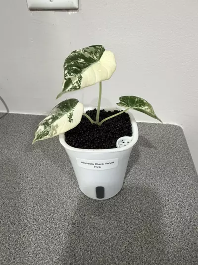 plant/Alocasia Black Velvet Pink-0-thumbnail