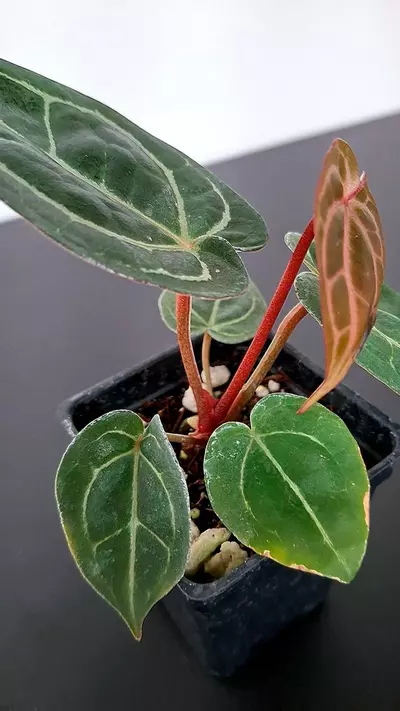 plant/A32 Black Widow x Michelle Anthurium BWM-3-thumbnail