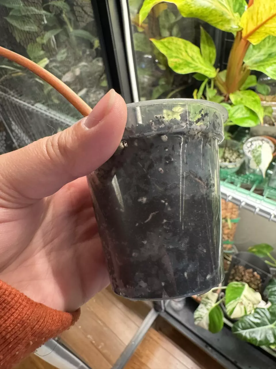 plant/Painted Lady Philodendron - Mid cut-2