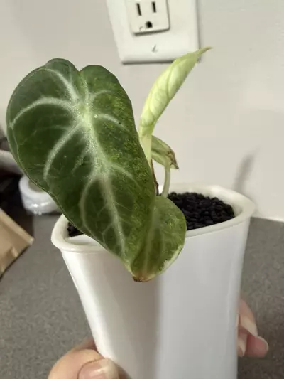 plant/Alocasia Black Velvet Ninja Albo-4-thumbnail